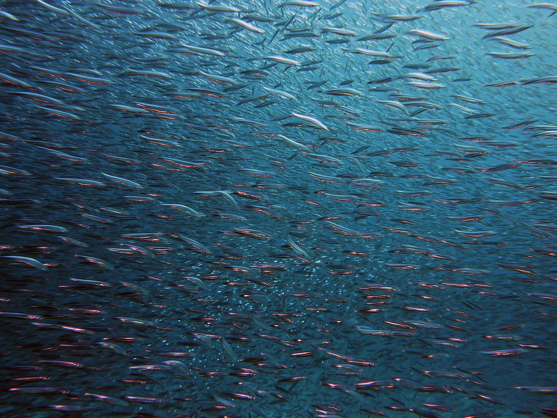 Photo of a shoal of fish underwater