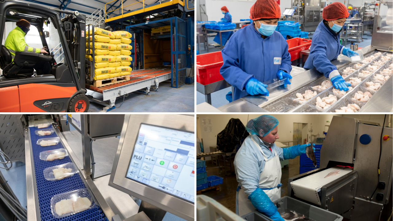photos showing forklift lifting crate, people packing seafood, seafood on factory line and person feeding fillets into machine