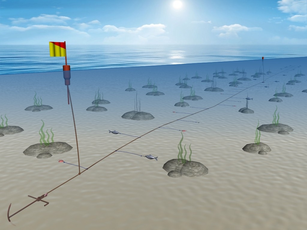 A long line anchored on the seabed