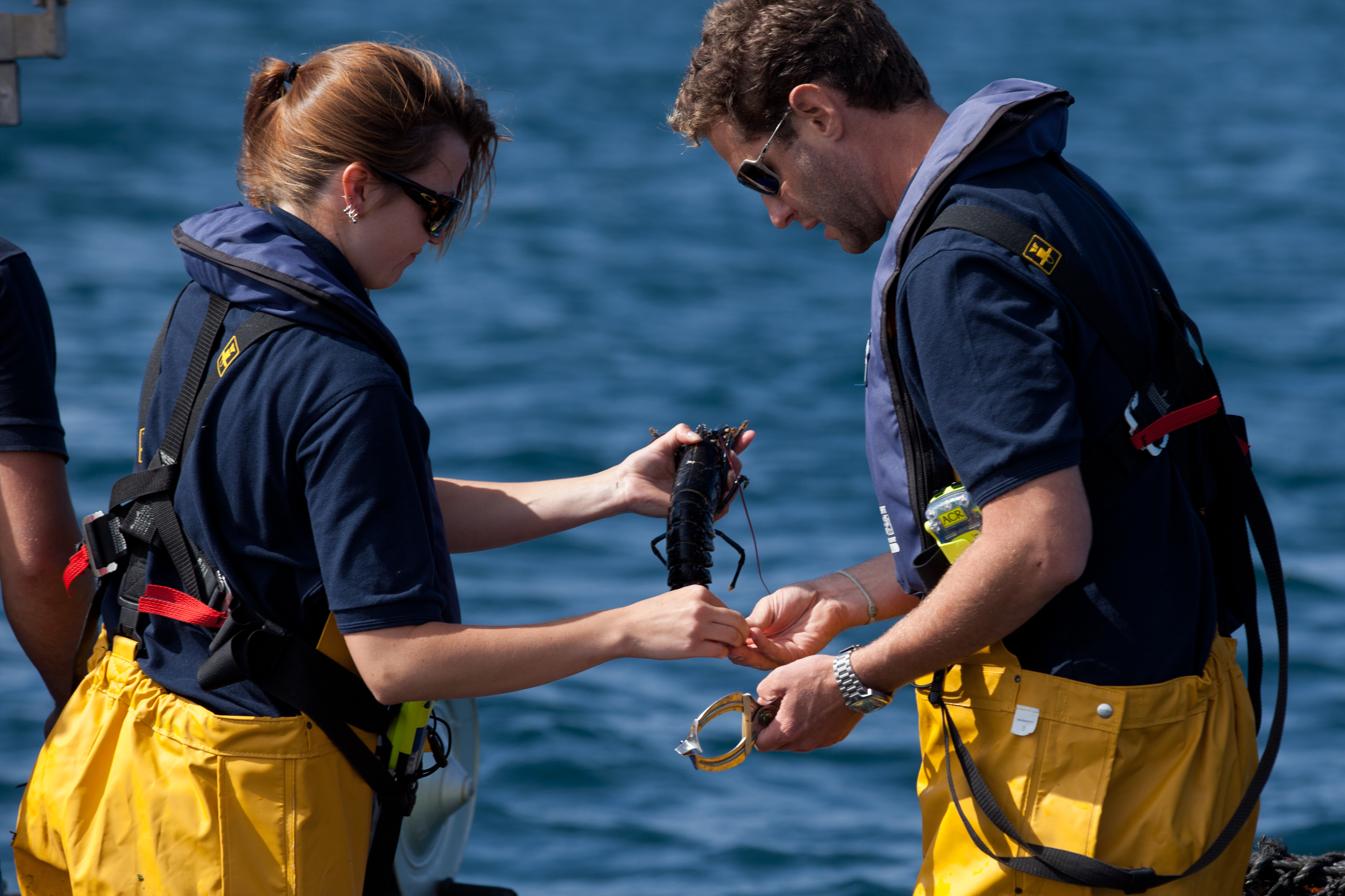 Photo of people tagging lobsters at sea