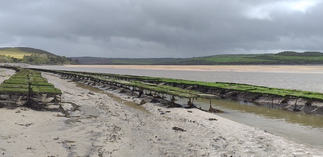 Oyster trestles at Porthilly Shellfish