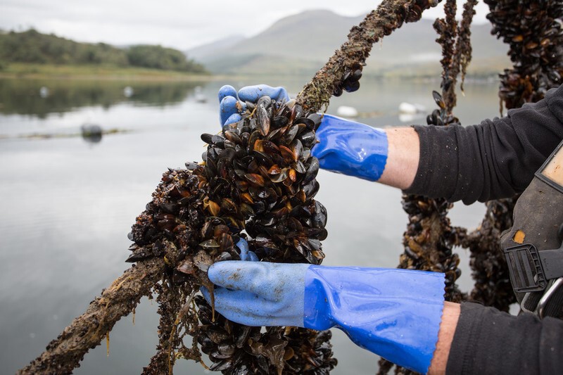 Mussels harvested on a rope