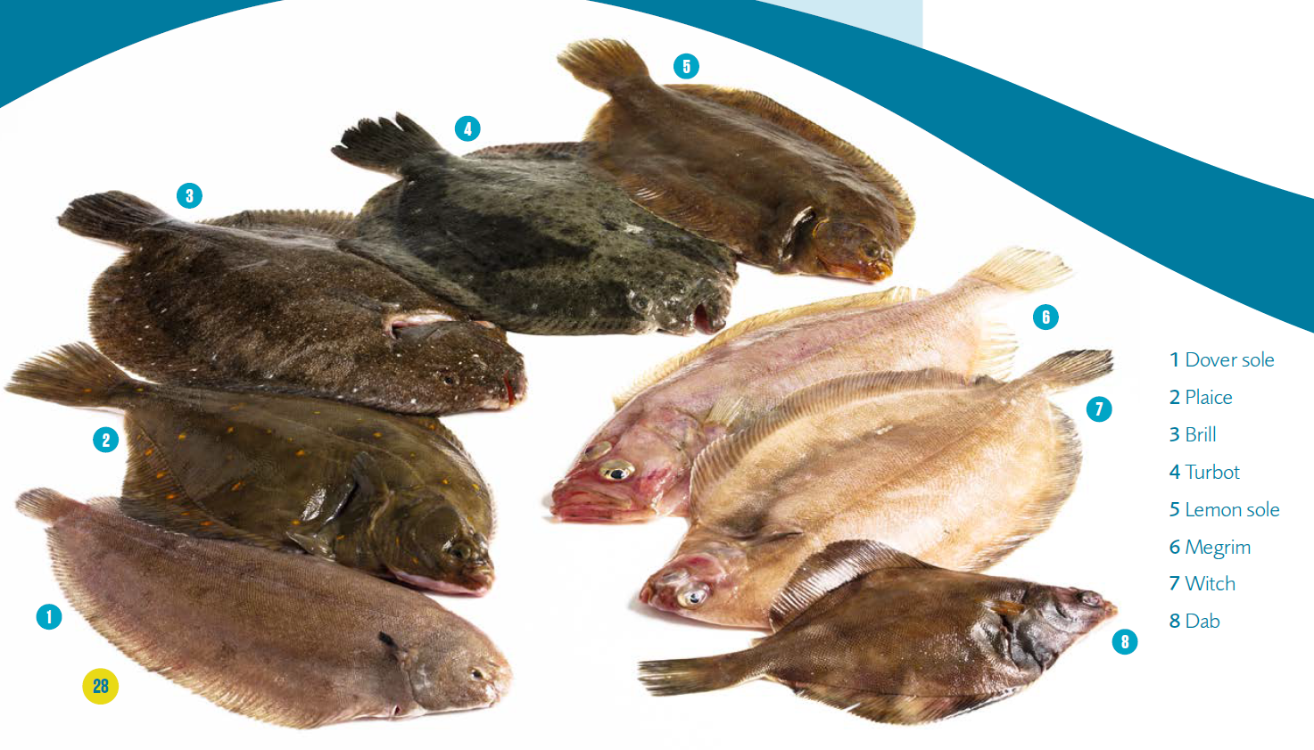 Photo of a selection of different types of flatfish from the seafood guide