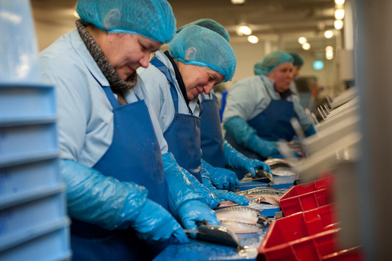 Women processing fish in a factory